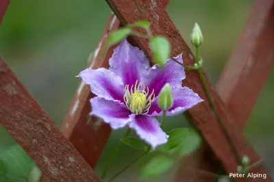 DSC_2516_wfmaux